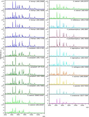 Rapid Identification of Vibrio Species of the Harveyi Clade Using MALDI-TOF MS Profiling With Main Spectral Profile Database Implemented With an In-House Database: Luvibase